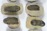 Lot: Assorted Devonian Trilobites - Pieces #92155-2